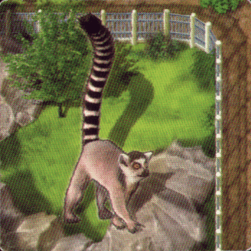 Zooloretto: Catta